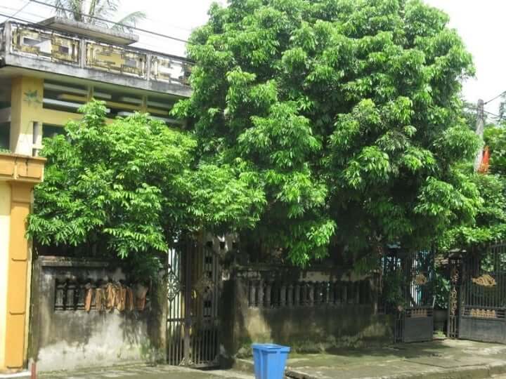 Cổng bị cây to chắn trước