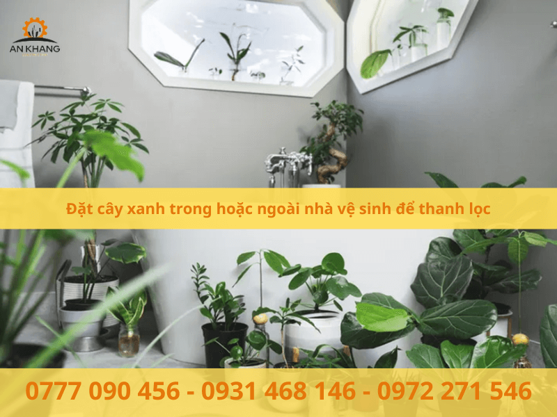 Đặt cây xanh trong hoặc ngoài nhà vệ sinh để thanh lọc